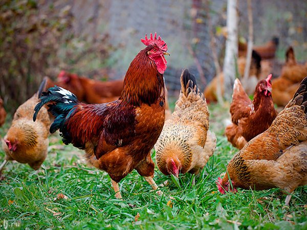 Породы куриц | ЗооТом - продажа, вязка и услуги для животных в Буе