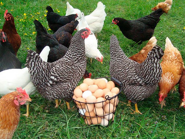 Содержание кур и уход за ними | ЗооТом - продажа, вязка и услуги для животных в Буе