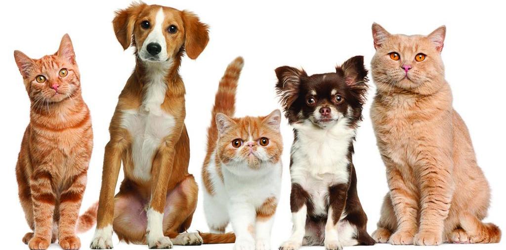 Доска объявлений о животных | ЗооТом - продажа, вязка и услуги для животных в Буе