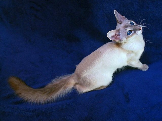 Выведенные породы кошек в Буе | ЗооТом портал о животных