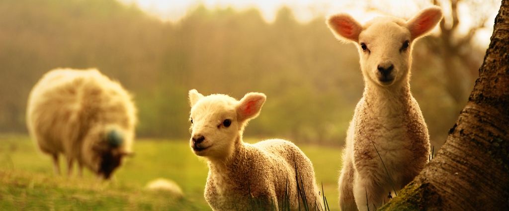 Объявления о сельскохозяйственных животных | ЗооТом - продажа, вязка и услуги для животных в Буе