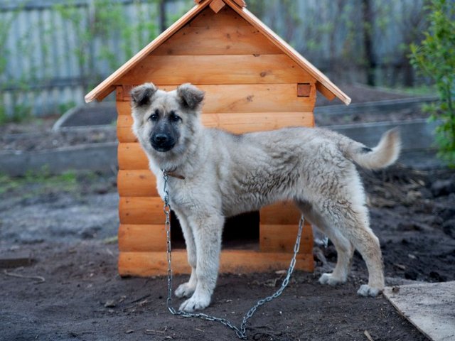Все о собаках в Буе Все о собаках в Буе